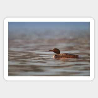 Common Loon - Wilson Lake Sticker